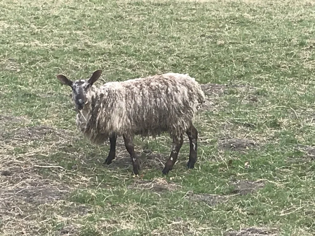 Manchester Diaries Five