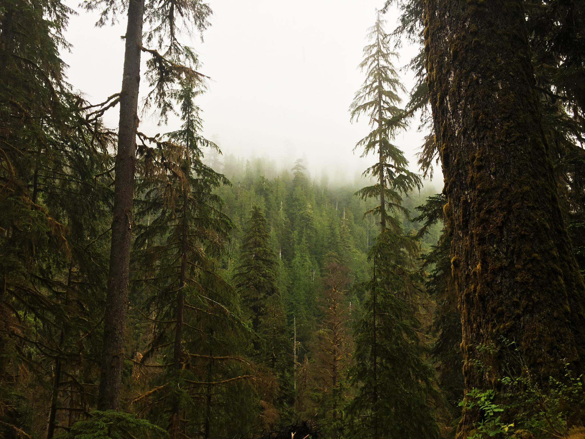 Rainier Rain Forest