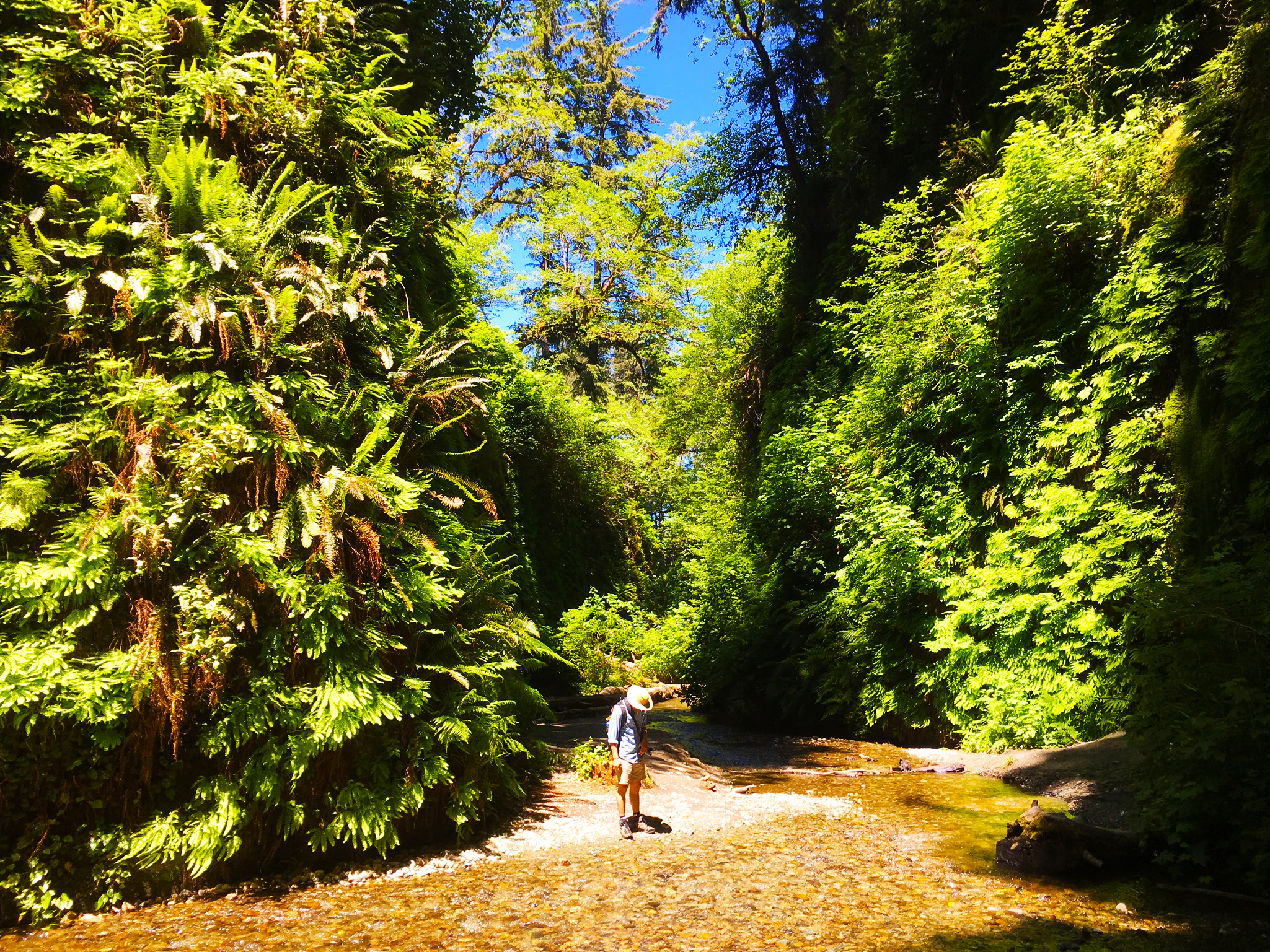 Redwood Forest