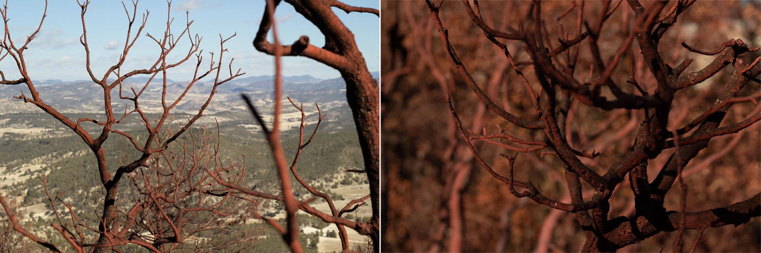 Forest fire aftermath photographs (framed c-type prints, edition of 2)