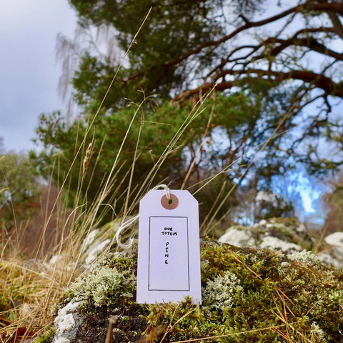 1.1. AF Our totem pine-6x6.jpeg