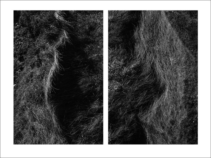 Brittonie Fletcher , Grasses, North then West , Silver gelatine 2018. (© Brittonie Fletcher)