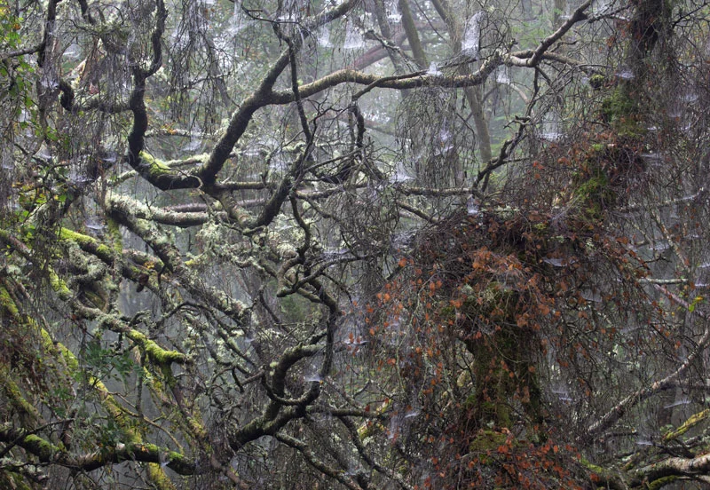 Shona Grant , Tanglewood, (September in my local wood. A fallen birch tree is adorned with moisture laden cobwebs as mist rolls in). Photographic Print, 2016.