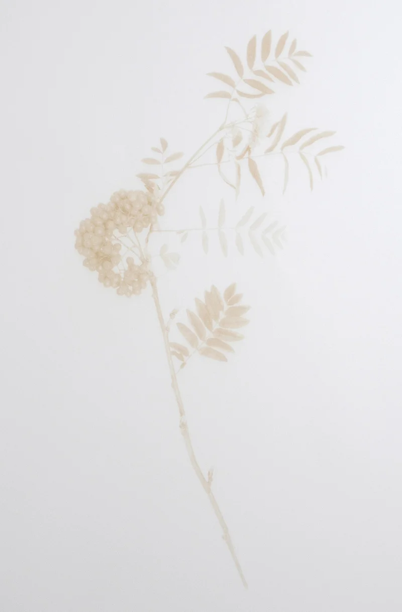 Jenny Smith , Rowan , laser engraved print, 2018.
