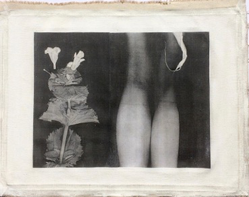 Denise Zygadlo , Persephone 3 , Live photocopy transfer print on canvas, 2017