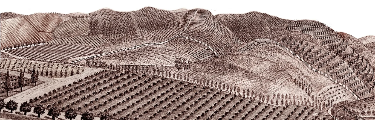 Vineyard Drawing.jpg