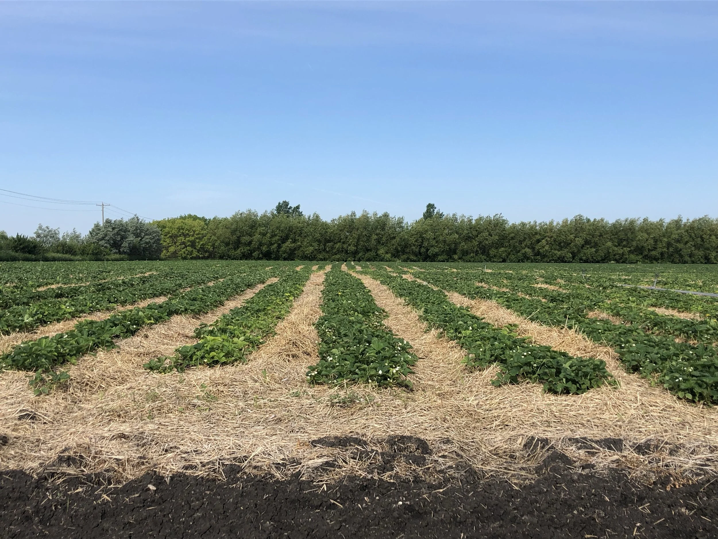 Hay separates the rows of plants as they grow in the sunshine.