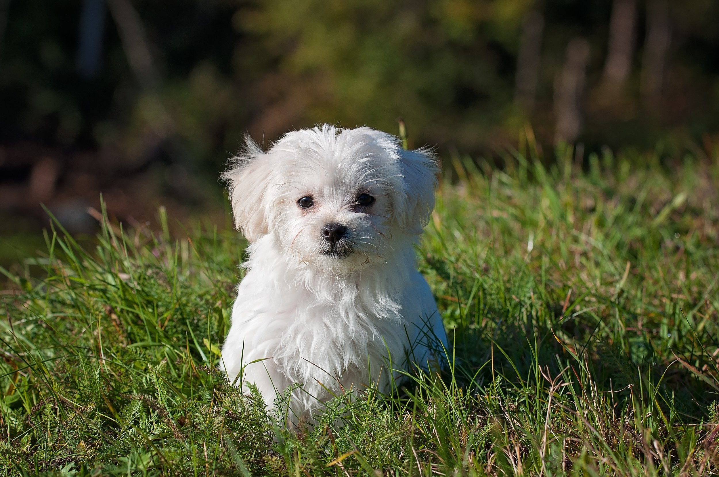 animal-dog-maltese-33053.jpg