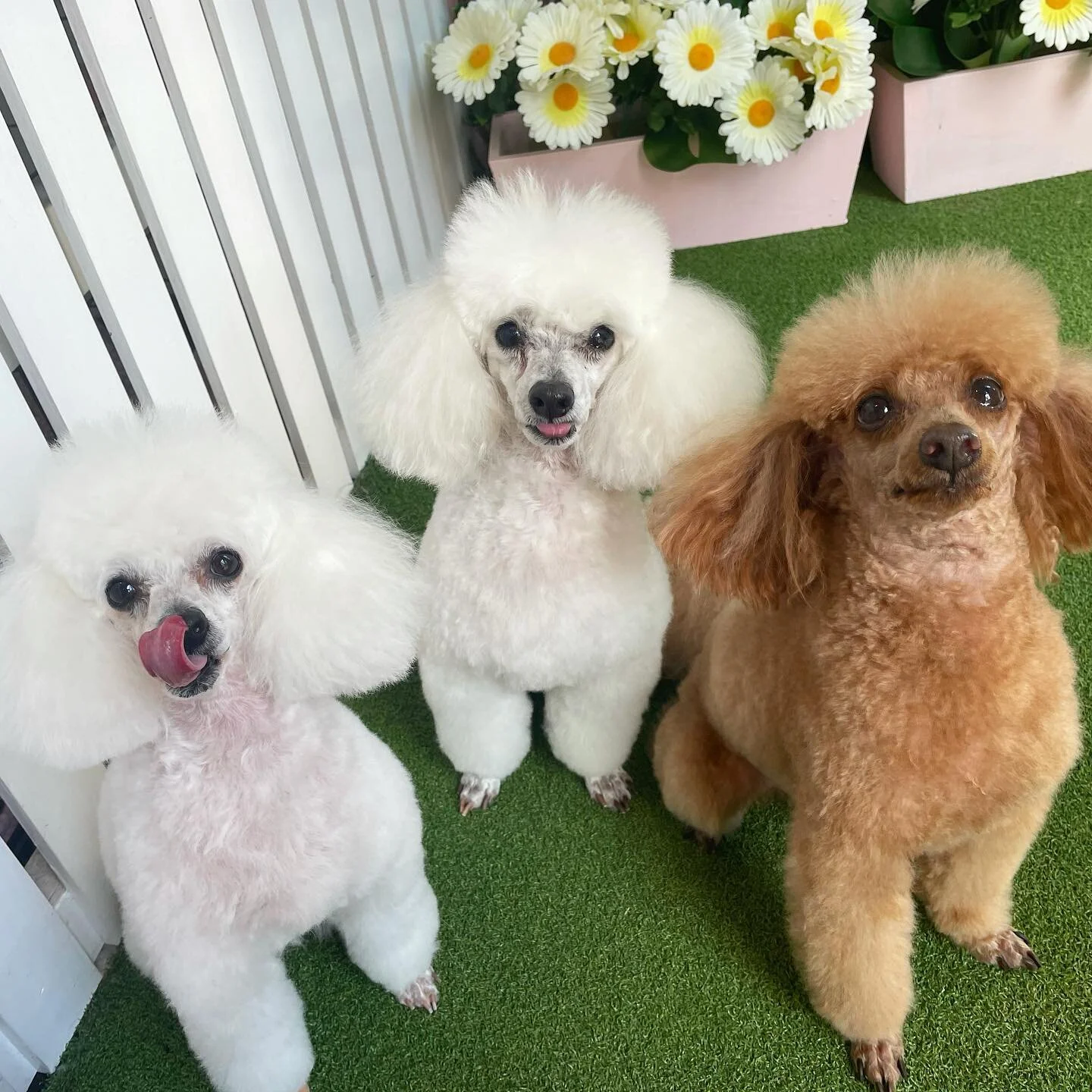 3 poodles are still not enough poodles 🐩🐩🐩💜

&bull;
&bull;
&bull;
&bull;

#doglover #dogs #dogsofinstagram # dogmum # doglovers #doggo #dogstagram #doggroomingofinstagram #doggrooming #dogsofinsta #littledogstudio #brisbanedogs #doggroomingbrisbane #dogsofbrisbane #nundah #doggroomingbrisbane # brisbanedoggroomers #pupsofinstagram #groomer #bossbabe #petstylist #poodle #poodlesofinstagram #toypoodle #pup