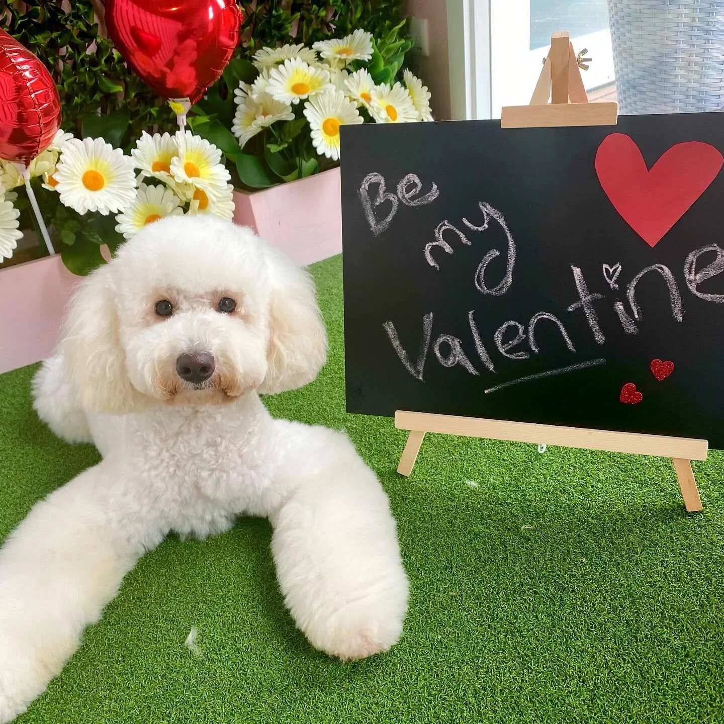 Will you? ❤️

&bull;
&bull;
&bull;
&bull;

#doglover #dogs #dogsofinstagram #dogmum #doggo #dogstagram #doggroomingofinstagram #doggrooming #dogsofinsta #littledogstudiobrisbane #brisbanedogs #doggroomingbrisbane #nundah #doggroomingbrisbane #pupsofinstagram #bossbabe #petstylist  #littledogstudiobrisbane #dogoftheday #cutedogs #bestwoof #dogsandpals #dogscorner #bestwoof #pupper #poodle #valentines #valentinesdaygift