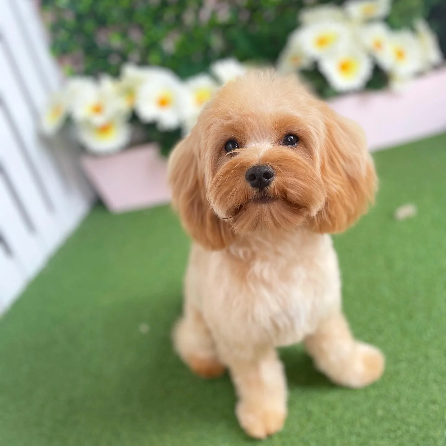 Ollie. Who also wants to take one home? 🙋&zwj;♀️😂 #socute 

&bull;
&bull;
&bull;
&bull;
#ollie #cavoodle #poodlesofinstagram #cavoodleofbrisbane #cavoodlepuppy #doglover #dogs #dogsofinstagram # dogmum # doglovers #doggo #dogstagram #doggroomingofinstagram #doggrooming #dogsofinsta #littledogstudio #brisbanedogs #doggroomingbrisbane #dogsofbrisbane #nundah #doggroomingbrisbane # brisbanedoggroomers #pupsofinstagram #groomer #bossbabe #petstylist