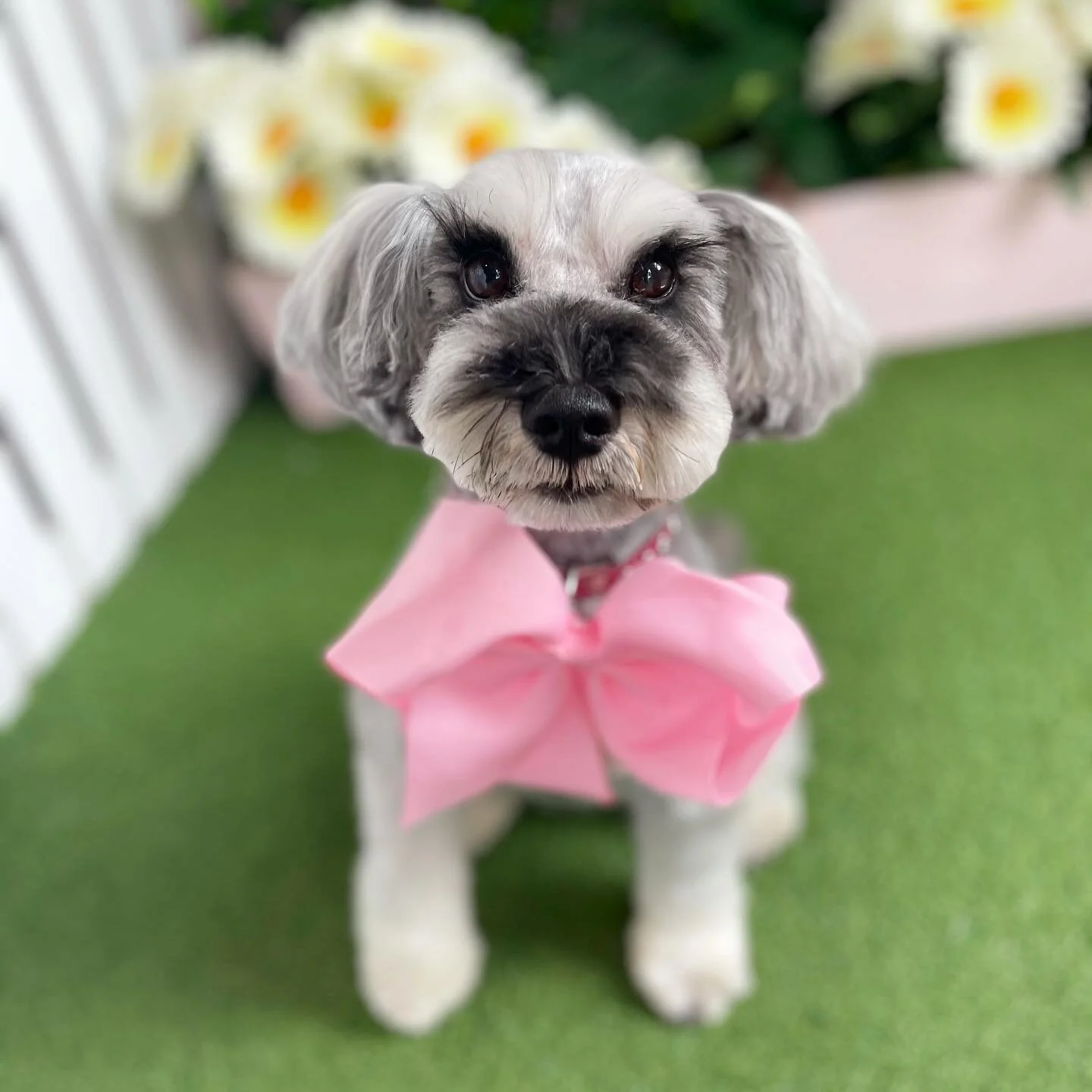 It&rsquo;s okay to be different 🥸 sometimes you just need to be a koala 🐨 dog 🐶 

&bull;
&bull;
&bull;
&bull;
#koala #imadog #cutness #pinkbow #bestdogever #dogmum #schnauzer #schnauzersofinstagram #schnauzerlove #schnauzerworld #puppylove #dog #dogoftheday #cutedogs #littledogstudio #doggroomingaustralia #doggrooming #nundah #brisbane #brisbanedogsofinstagram