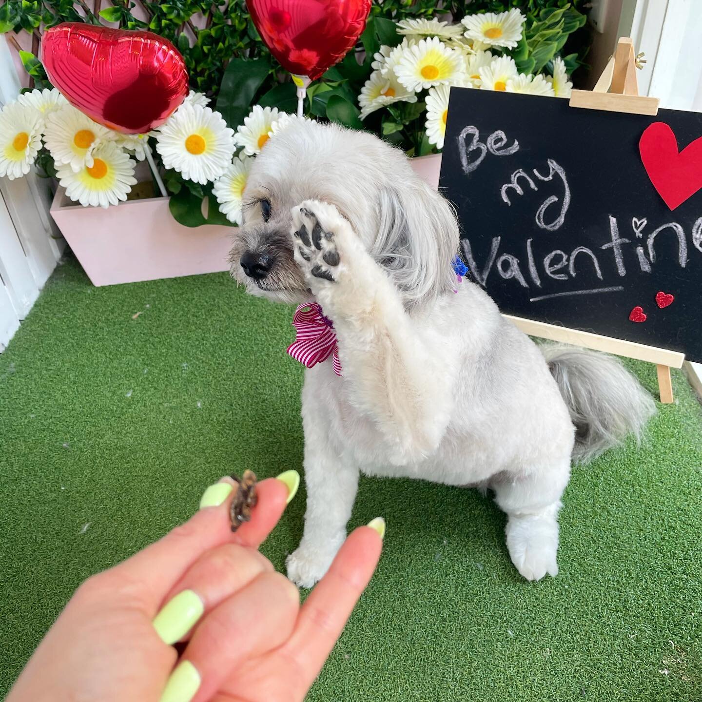 Hi five 🖐🏻 that&rsquo;s Rad 🤟🏻

&bull;
&bull;
&bull;
&bull;

#doglover #dogs #dogsofinstagram # dogmum # doglovers #doggo #dogstagram #doggroomingofinstagram #doggrooming #dogsofinsta #littledogstudio #brisbanedogs #doggroomingbrisbane #dogsofbrisbane #nundah #doggroomingbrisbane # brisbanedoggroomers #pupsofinstagram #groomer #bossbabe #petstylist #hifive #rad #lhasaapso