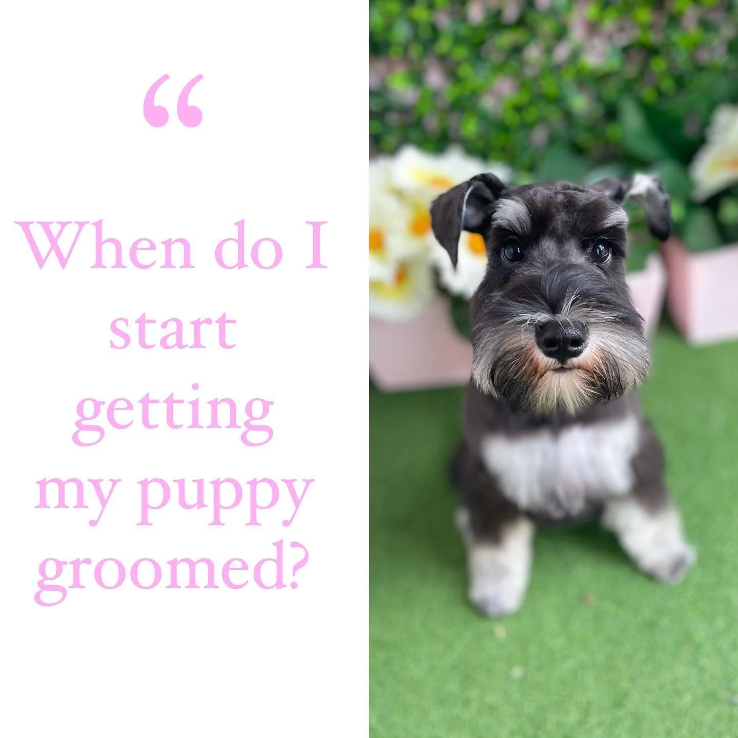 Let&rsquo;s clear this one up shall we! I see this question on so many dog groups and there are so many mixed answers. 

Hear is your answer from a professional groomer and coming from many years of experience working with puppies...
Between 12-16 weeks of age is the perfect time to start getting your baby floofer into a professional groomer.

I take dogs after their 2nd vaccination and lots of other groomer a will require a third vaccination. 

First timers should only need a bath and tidy, to get them used to the process of bathing and blow drying. They also need to get used to the sound of clippers and scissors and the feeling of it on their skin. 

The first time can be very overwhelming and scary. They need to get used to being without you for a few hours at a time. They will often sleep 😴 after their grooming session, this can be because it&rsquo;s been a big day or it&rsquo;s also a coping mechanism for processing the big event. 

Remember grooming is a process in which they le