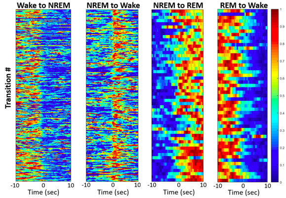 Population activity of GABA neurons within the lateral hypothalamus (LH) varies by arousal state. These are heat maps showing the relative activity of VGAT-Cre neurons in the LH during transitions between different states (NREM sleep, REM sleep, and wakefulness) (Image Credit: JCB) (Note: These data are preliminary and subject to change, any use without the author's consent is forbidden).