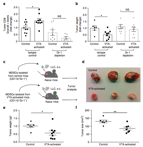 Figure 4: ‘VTA-activated’ myeloid derived suppressor cells (MDSCs) are necessary and sufficient to suppress tumor growth. Adoptive transfer of ‘activated’ MDSCs suppressed tumor growth in mice that had not been ‘VTA-activated’.