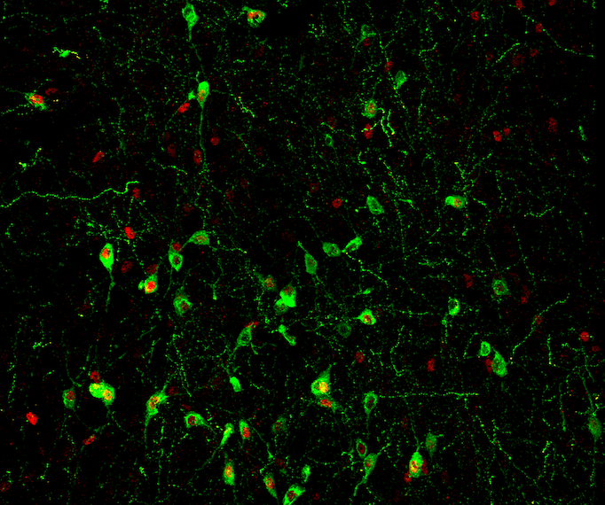 Hypocretin (green) neurons in the mouse lateral hypothalamus co-stained with anti-cFos (red). Latorre et al., 2018 demonstrate that autoreactive CD4+ T-cells in patients with narcolepsy specifically target epitopes present on these neurons, leading to their destruction (Credit: JCB).