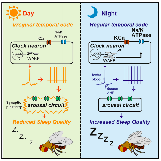 WAKE regulates sleep quality through appropriate timing of neural firing codes (Credit: Tabuchi et al., 2018; Cell )