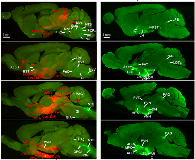 Viral injections into the arcuate nucleus of POMC-Cre mice (left panels; projections in red) shows their wide axonal distribution throughout the brain. Similarly, injections into the arcuate nucleus of AgRP-cre mice demonstrate that they also project throughout the brain, although in a different pattern (right panels, projections in green) (Credit: Wang et al., 2015 ; Frontiers in Neuroanatomy )