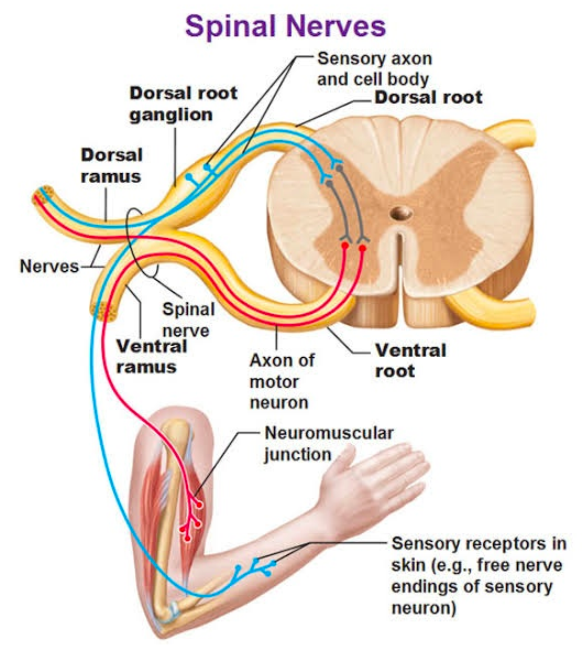 The dorsal root ganglia (there’s two at almost all vertebrae) relay sensory information arriving from everywhere in the body. They serve a key role in reflex responses (e.g., to a hot grill) that occur before the brain becomes “aware” that something happened, and they also act as a highway to transmit information to the spinal cord and up to the brain (Credit: Quora.com )