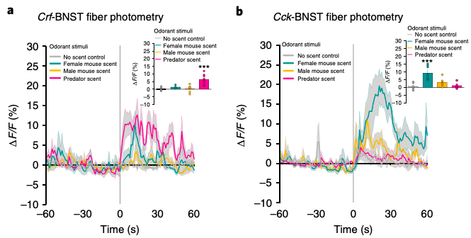 Different populations of neurons in the BNST respond to positive (e.g., female mouse scent) or negative (e.g., predator odor) emotional stimuli . Time zero is when the stimulus was presented to the test mouse. On the Y axis you can see the fluorescent signal from CRF or CCK neurons in the BNST during stimulus presentation (credit: Giardino et al., 2018).