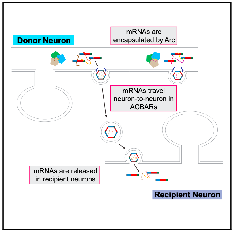 Intercellular transfer of messenger RNA via arc -encoded virus like proteins! (Credit: Pastuzyn et al., 2018)