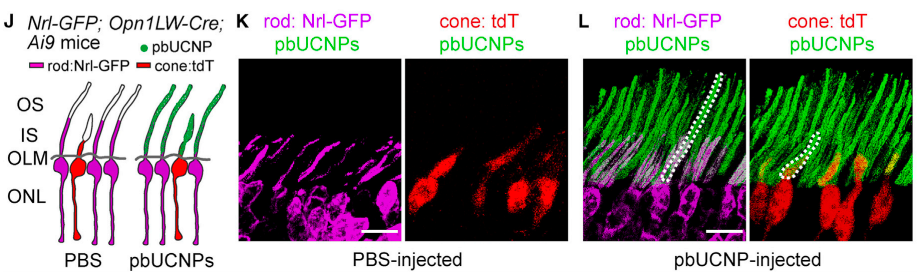 Photoreceptor-binding Up-Conversion NanoParticles (pbUNCPs) bind to natural photoreceptors (rods and cones). Above, you can see that when mice were injected with just PBS, no pbUCNP signal is observed…however when they are injected with PBS + pbUCNPs….the nanoparticles latch onto existing rods and cones, showing that they can ‘hijack’ or ‘co-opt’ normal visual pathways in the retina (Ma et al., 2019).