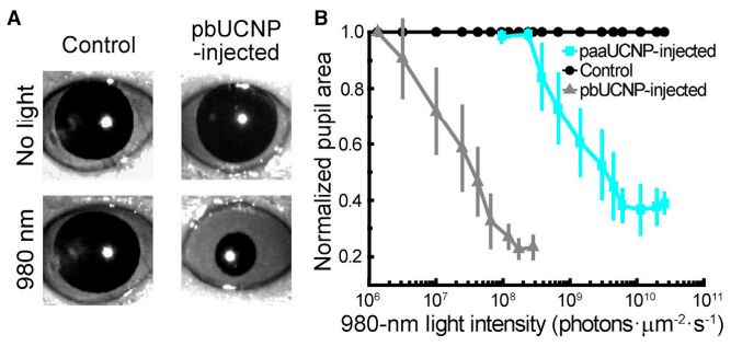 pbUNCPs allow for detection of near-infrared (NIR) light! Above, you can see the pupils of two mice, a control mouse injected with PBS, and a mouse injected with the pbUCNPs. As you can see, when exposed to no-light, both pupils are wide, indicating that they both interpret the environment as ‘dark’. However, when exposed to NIR light (980 nm), only the mouse injected with pbUCNPs shows a pupillary light reflex (PLR), indicating that they are able to discern NIR light from darkness (an ability not possessed by control mice). (Ma et al., 2019)