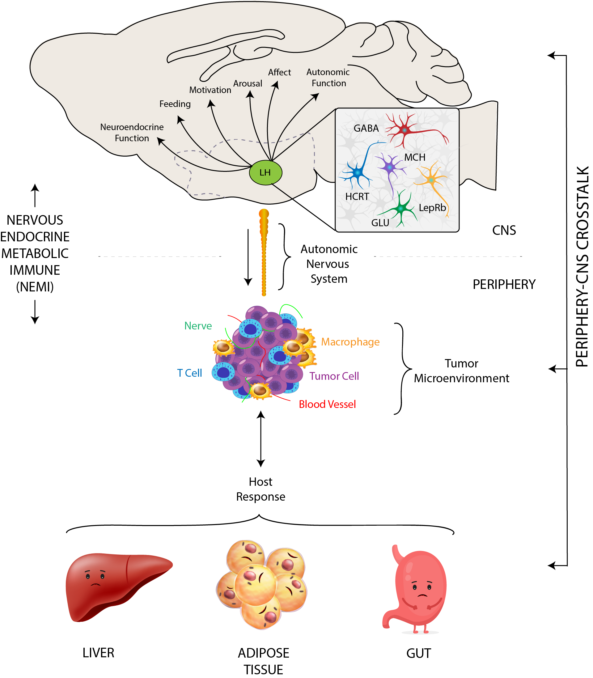 Cancer causes systemic disruption. Through nervous, endocrine, metabolic, and immune (NEMI) pathways, the brain senses changes in the periphery caused by tumors. The brain responds through these systems and powerfully through the autonomic nervous system. This cross-talk results in many symptoms associated with cancer, and influence how the tumor grows and metastasizes. My work aims to understand how the brain and cancer talk to each other, leading to changes in sleep, behavior, resistance to treatment, and tumor progression. (Credit: Borniger & Nevarez, 2019)