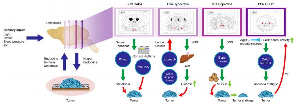 Examples of neural circuits that play an important role in cancer-associated systemic disruption (e.g., circadian rhythm and sleep abnormalities, systemic inflammation, and anorexia/cachexia).