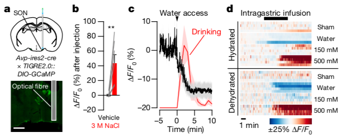 Supraoptic nucleus (SON) vasopressin neurons are rapidly inactivated by drinking (panel C), and bidirectionally regulated by gut fluid osmolarity (panel d). The heat maps in (d) show the activity of these neurons where warmer colors represent higher activity. Note that increases in fluid salt content (150 mM to 500 mM) causes stepwise increases in neural activity. (Credit: Zimmerman et al., 2019).