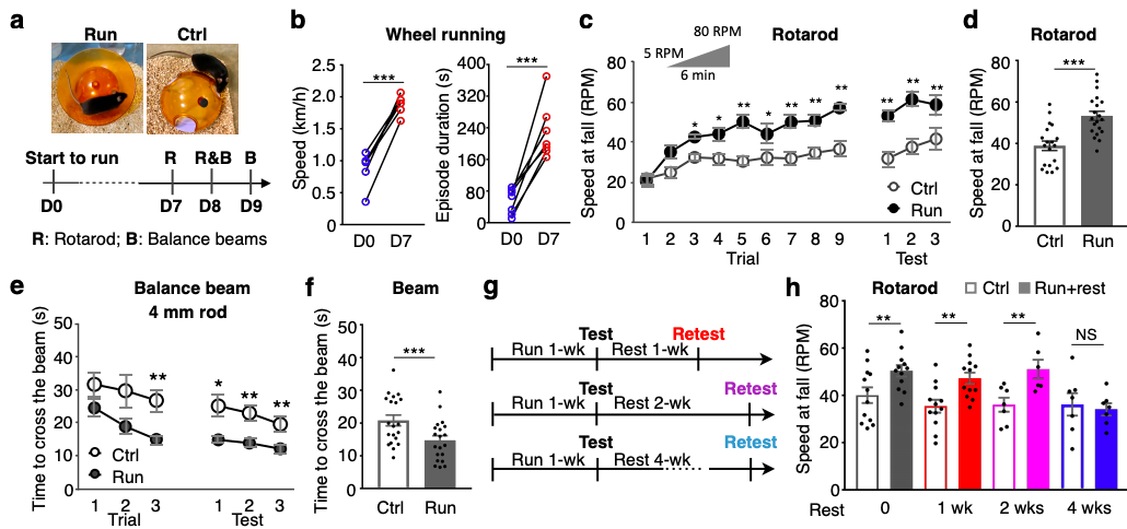 One week of running training induces motor learning, an effect that lasts at least 2 weeks post-training. (Credit: Li & Spitzer, 2019)