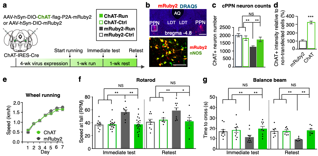 Viral-mediated prevention of neurotransmitter switching (via upregulation of ChAT expression) prevents motor learning following a running task. (Credit: Li & Spitzer, 2019).