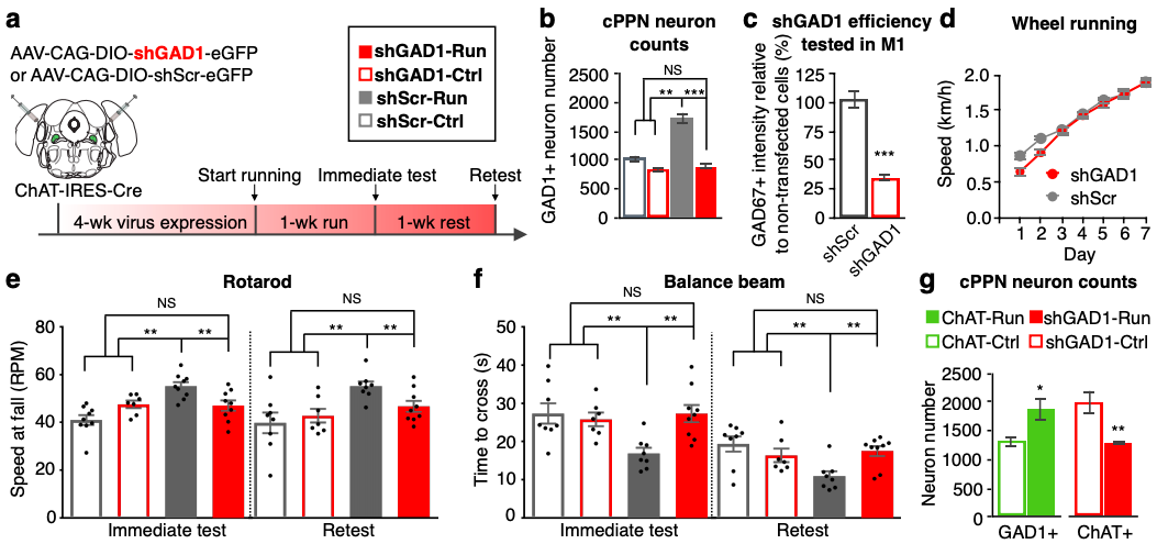 Prevention of the Acetylcholine/GABA switch during training prevents motor learning. Using a short-hairpin targeting GAD1 (shGAD1) to knock down it’s expression in ChAT+ neurons in the PPN, the authors demonstrate that without increased levels of GABA in response to running, the mice no longer learn this task. (Credit: Li & Spitzer, 2019)