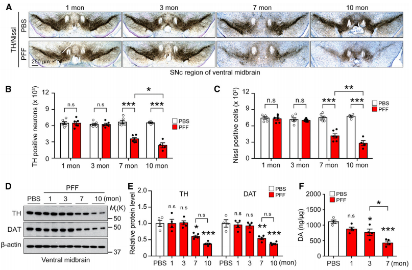 Injection of PFFs into the gut (pyloric stomach/duodenum) promotes the destruction of dopaminergic neurons in the mouse midbrain. Note the difference between the 7 and 10 month time-points between mice injected with PBS (control) or PFFs. Both dopaminergic (TH) and total (Nissl) neuron counts were drastically reduced by 7 months post-injection. Levels of TH, the dopamine transporter (DAT), and dopamine itself were significantly reduced by 7-10 months post-injection (Credit: Ko et al., 2019).
