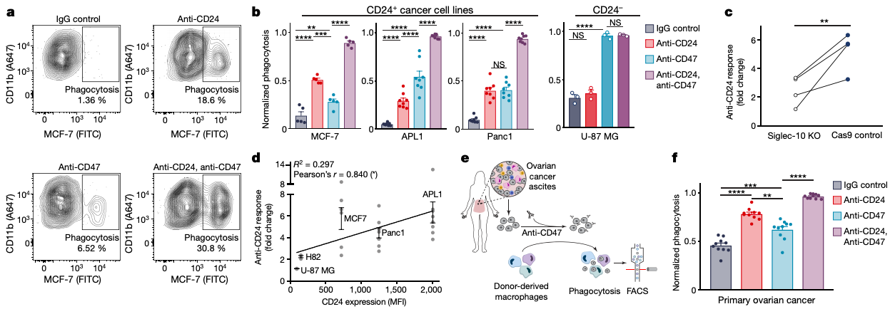 Figure 3 : Blockade of tumor cell CD24 increases tumor cell destruction (phagocytosis) by preventing inhibitory siglec-10 signaling on macrophages. This effect is evident in models of breast, pancreatic, and small-cell lung cancer, but not in cells that naturally do not express CD24 (U-87 MG). Additionally, blockade of CD24 and CD47 drastically increases primary cancer cell destruction by patient derived macrophages in a patient with ovarian cancer.