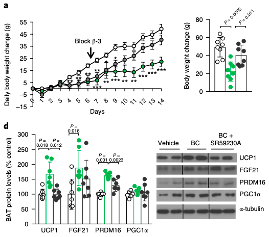 Figure 1 : Enhancing D2R-mediated dopamine signaling in the brain (via bromocriptine infusions) reduces weight gain and influences brown adipose tissue (BAT) protein levels. This effect is driven largely by the sympathetic nervous system, as blocking beta-3 receptors blocks the effect of bromocriptine. (open circles = no bromocriptine infusion; green closed circles = bromocriptine infusion; grey closed circles = bromocriptine + beta-3 blocker infusion) (Credit: Folgueira et al., 2019).