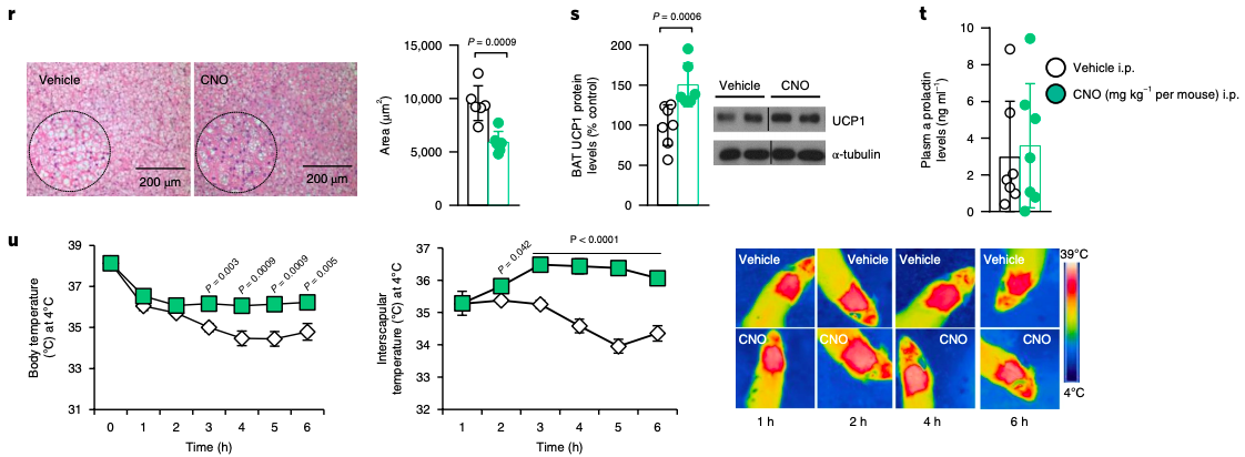 Figure 3 : DREADD-mediated activation of GABA-expressing neurons in the lateral hypothalamus/zona incerta repeat the effects seen with bromocriptine treatment. This suggests that GABA neurons in this hypothalamic area dictate the effect of dopamine signaling on whole-body metabolism and body weight (Credit: Folgueira et al., 2019).