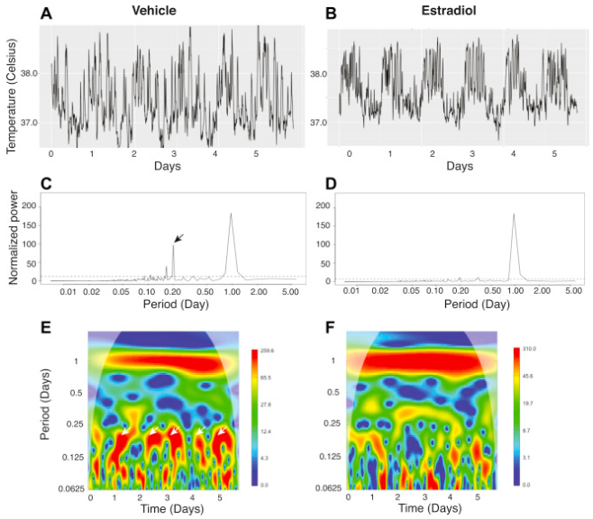 Estradiol enhances biological rhythms in aged female rats.