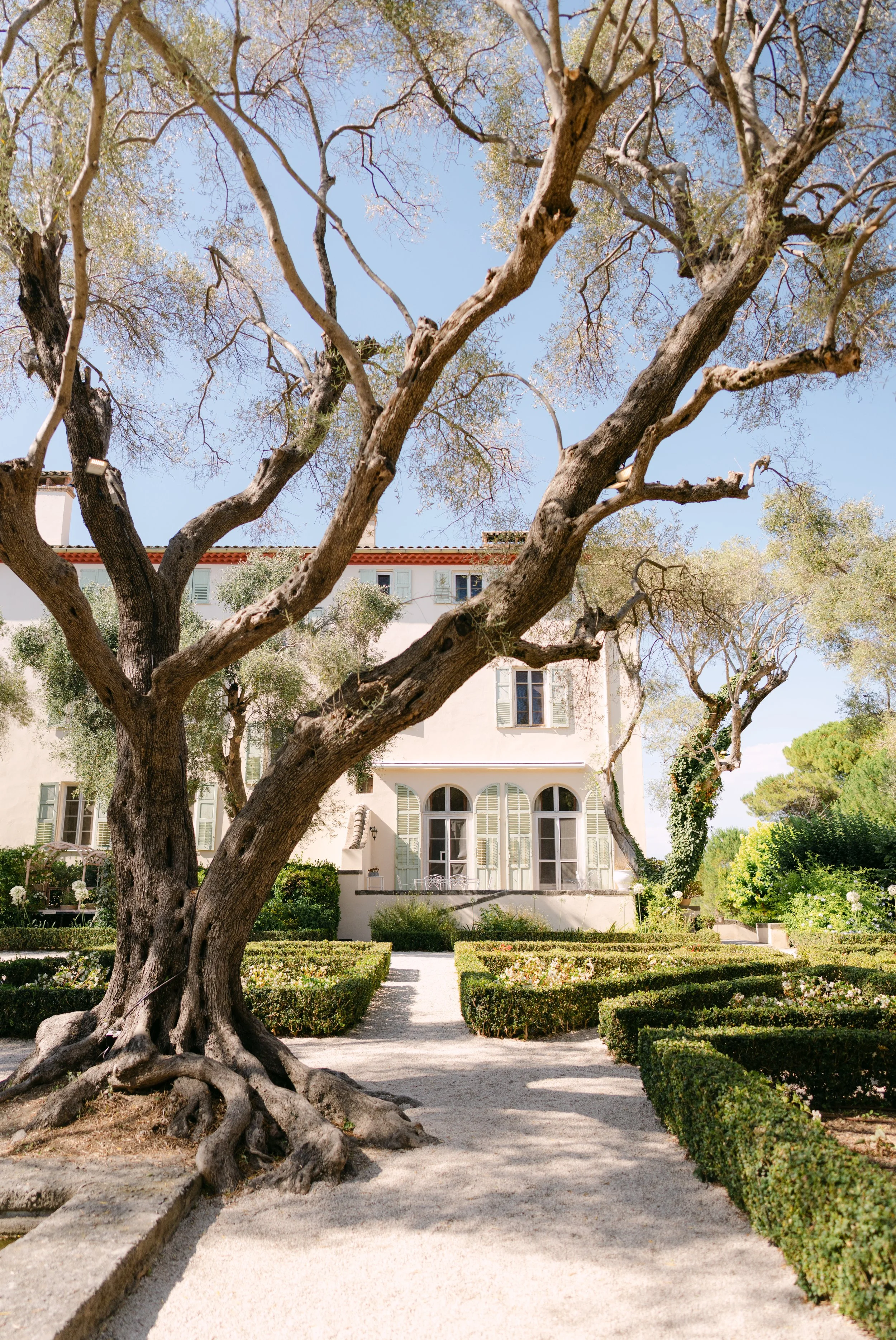A large, twisted tree with thick roots and sparse green leaves in front of a white house with multiple windows and shutters, surrounded by a gravel pathway, hedges, and lush greenery under a blue sky.