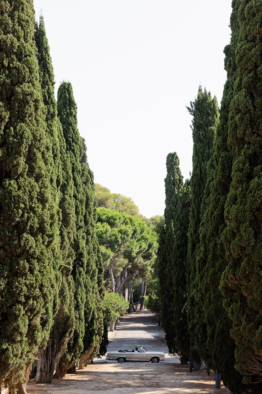 A vintage convertible car parked on a tree-lined pathway with tall green trees on either side.
