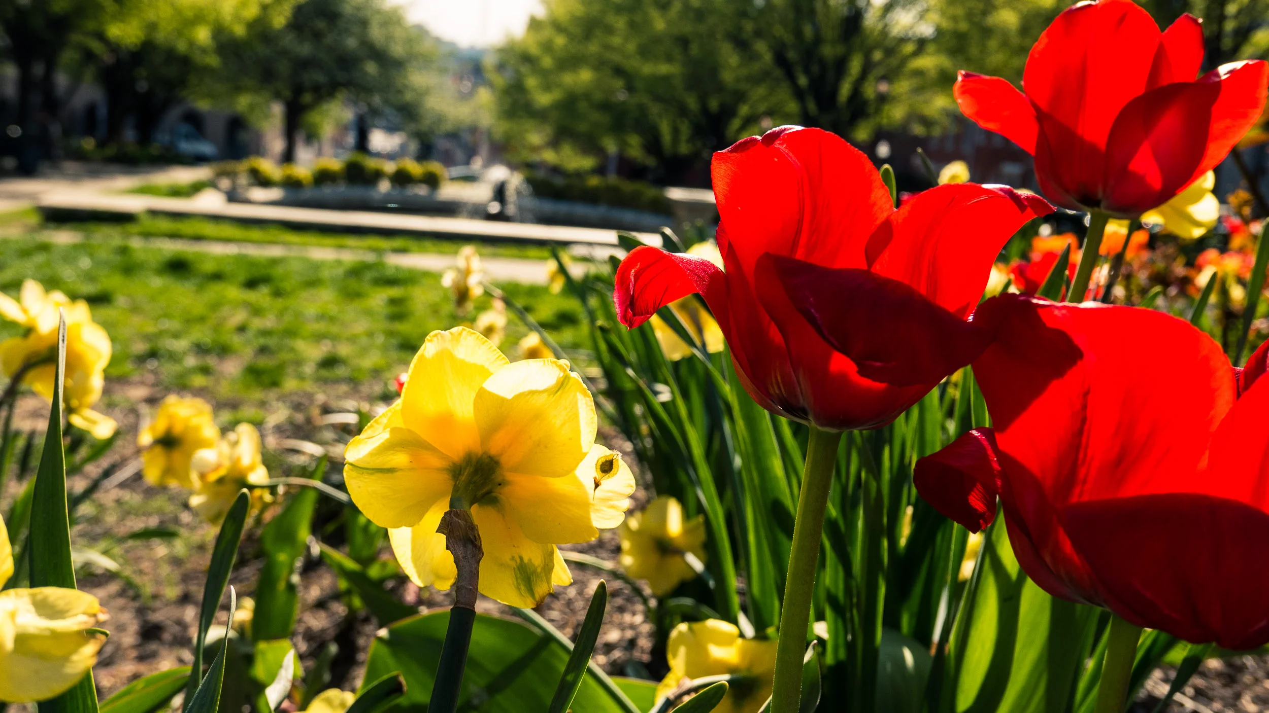 Flowers in the City