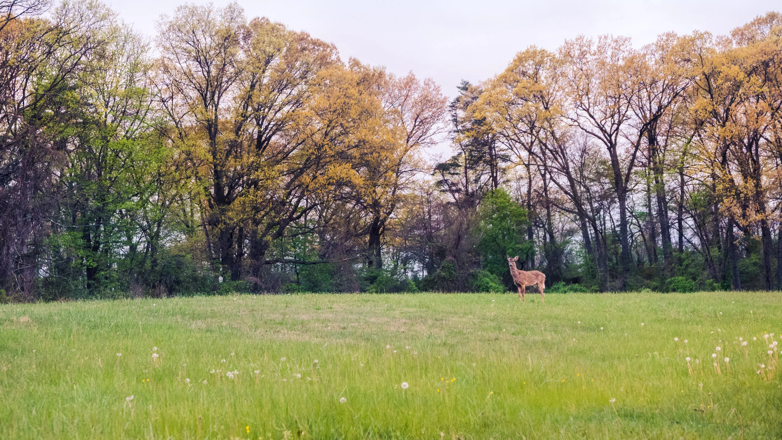 Bambi down the hill