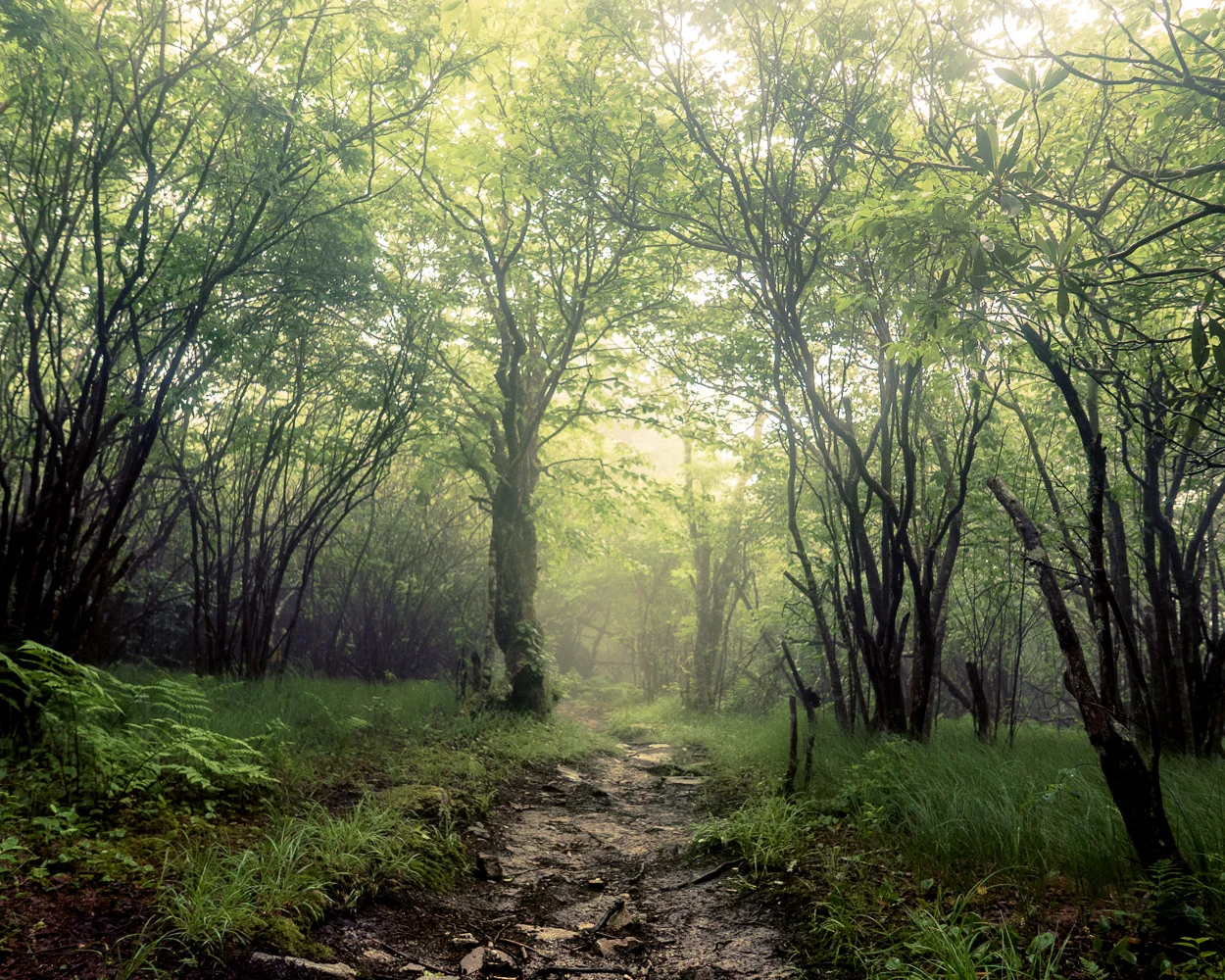 Morning Fog