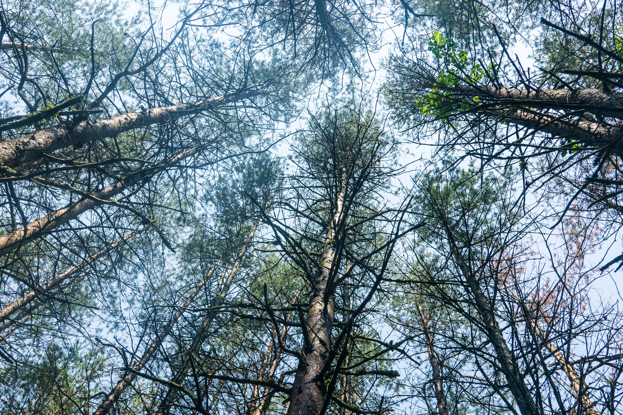 Below the Green
