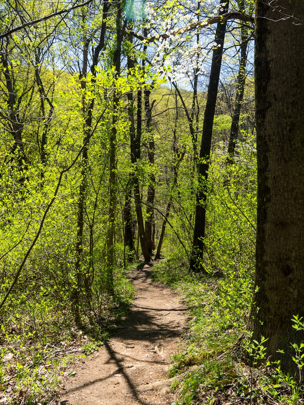 The Trail, Somewhere