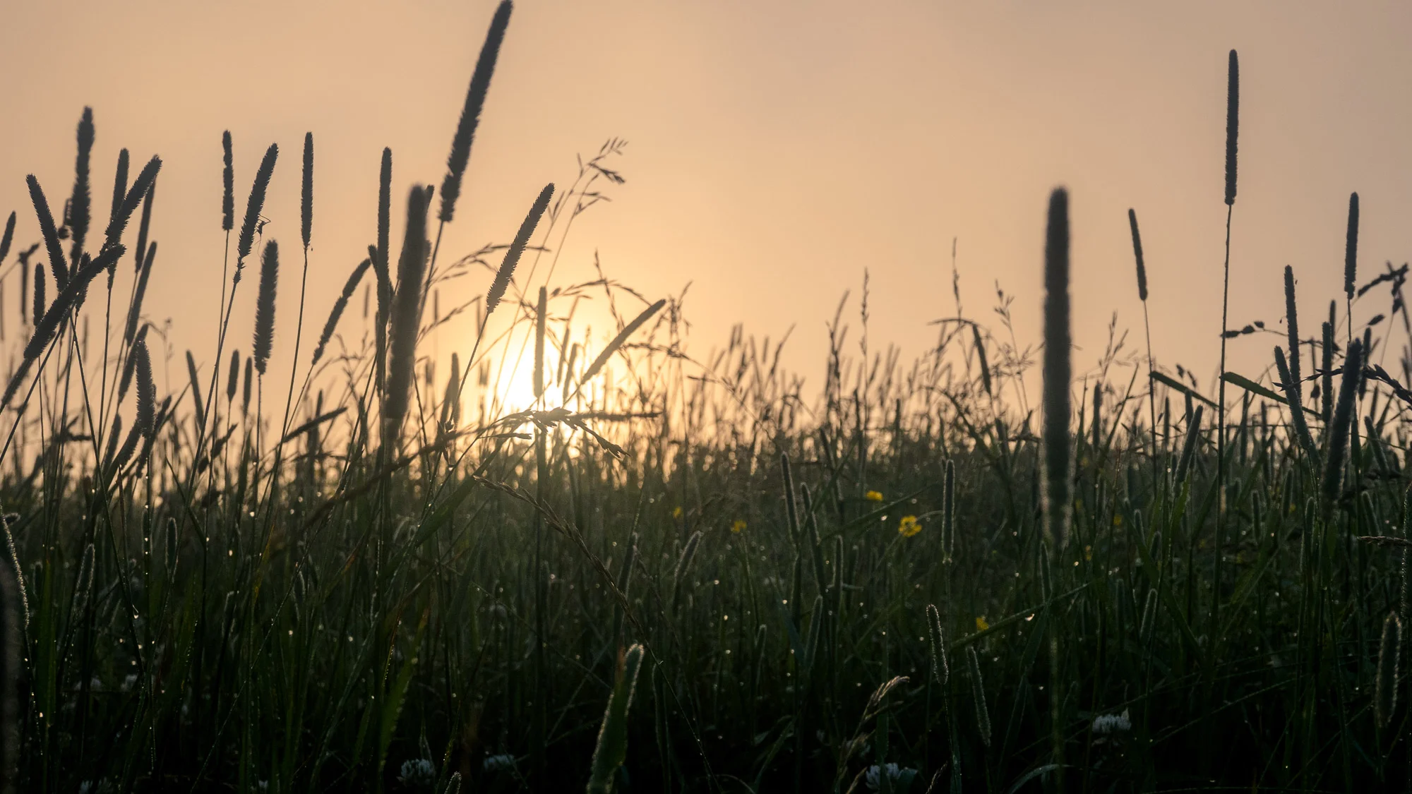 Sunrise Dew
