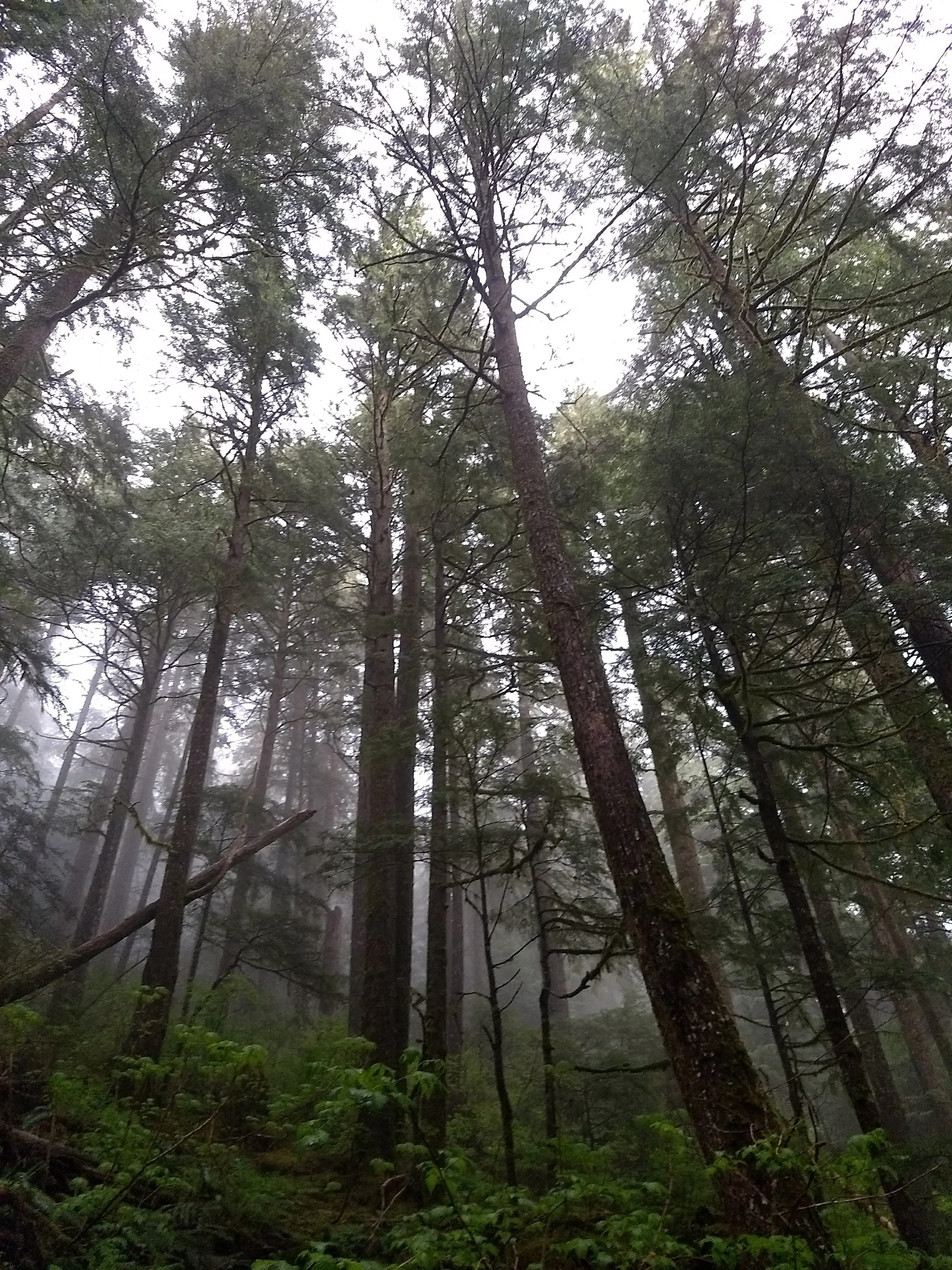 Tall-Trees-Tongass-National-Rainforest.jpg