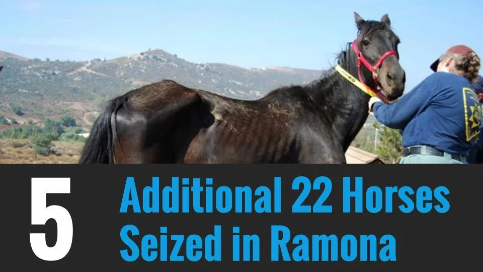 5. Additional 22 Horses Seized in Ramona