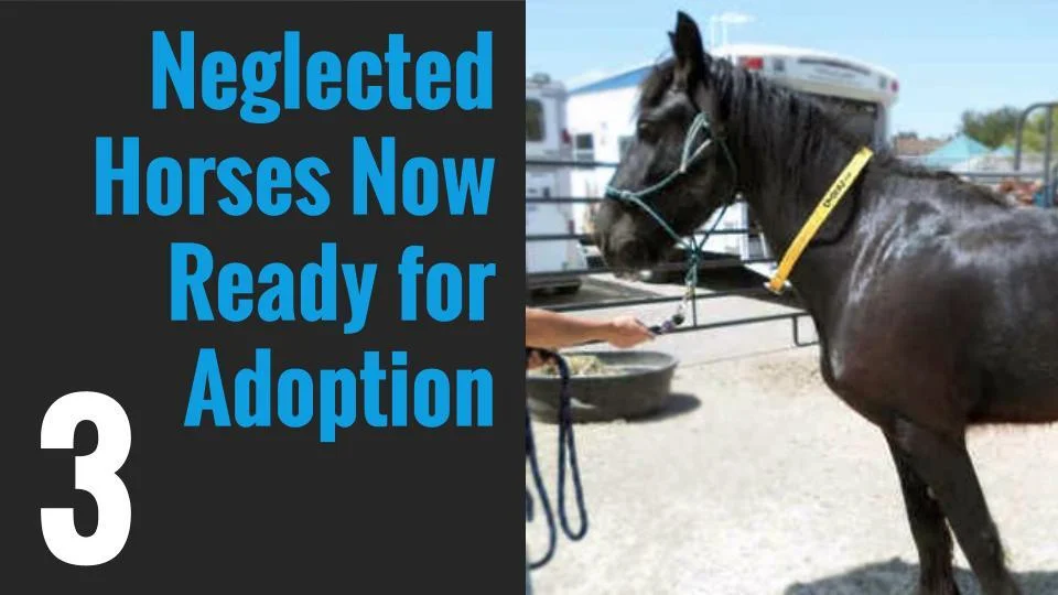 3. Neglected Horses Now Ready for Adoption